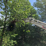 F&auml;llgreifer greift Baum