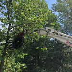 Fällgreifer greift Baum